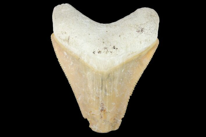 Fossil Megalodon Tooth - Florida #103395